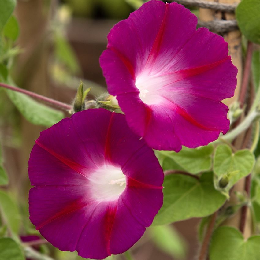 Purpurvinda 'Crimson Rambler', purpurröda blommor med cerise stjärnteckning och vitt svalg.