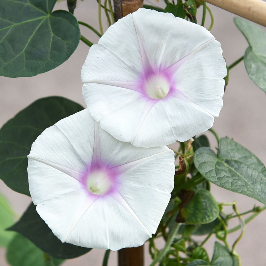 Purpurvinda 'Dolce Vita', vita trumpetblommor, rosa svalg och fylligt bladverk.