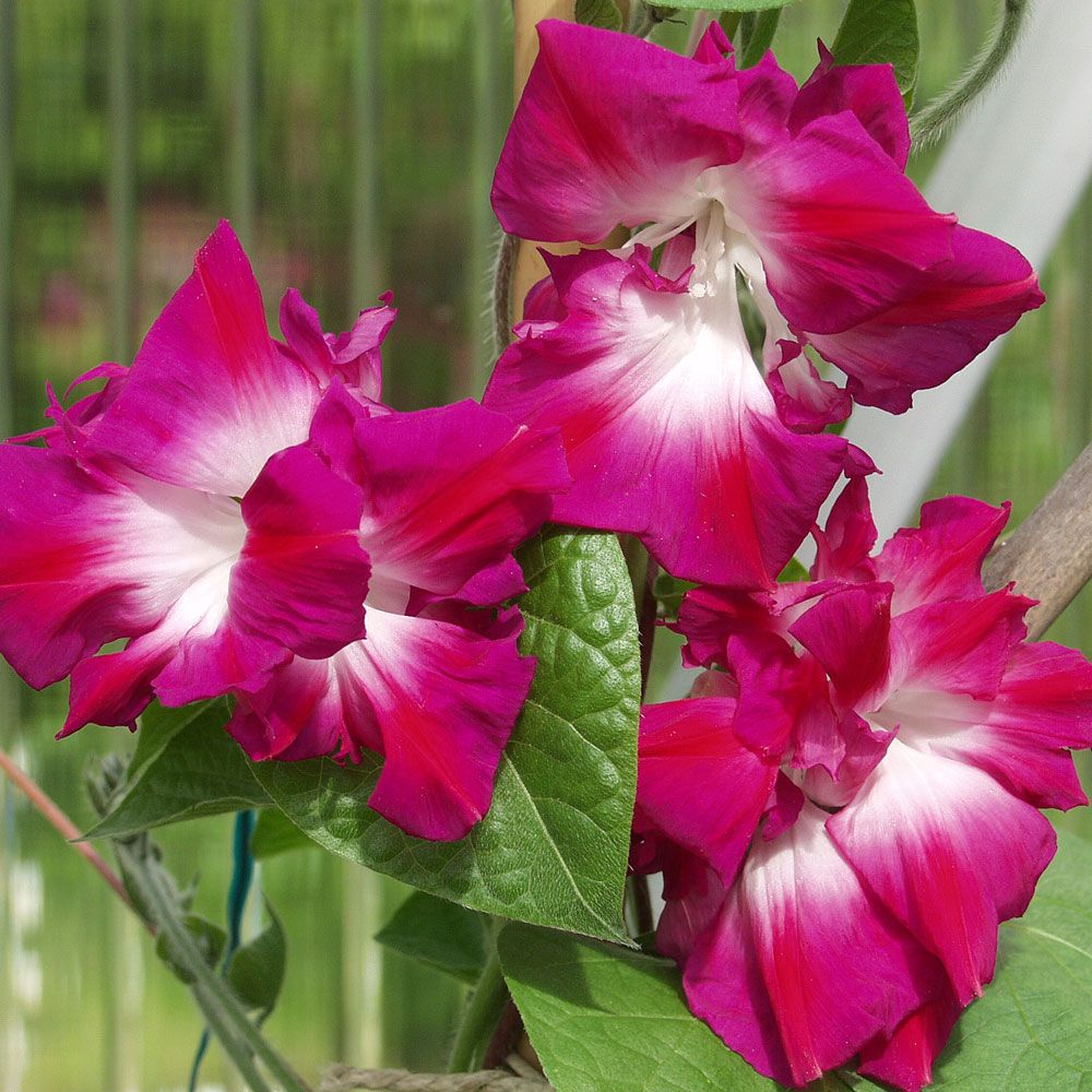 Dubbel Kejsarvinda 'Sunrise Serenade', Neonröda, heldubbla blommor med vit mitt.