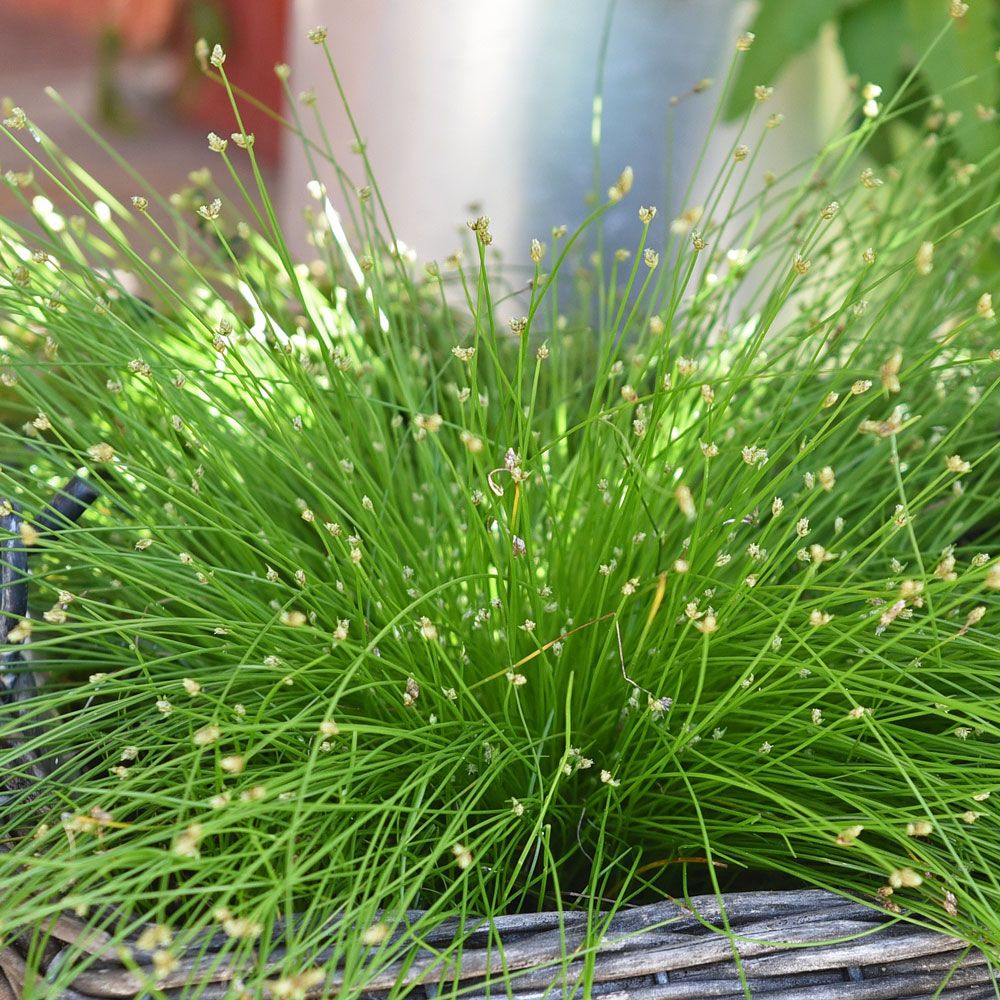 Ampelsäv 'Fibre Optics', Lågt gräs med strån i tuvor, liten, vit blomma i toppen