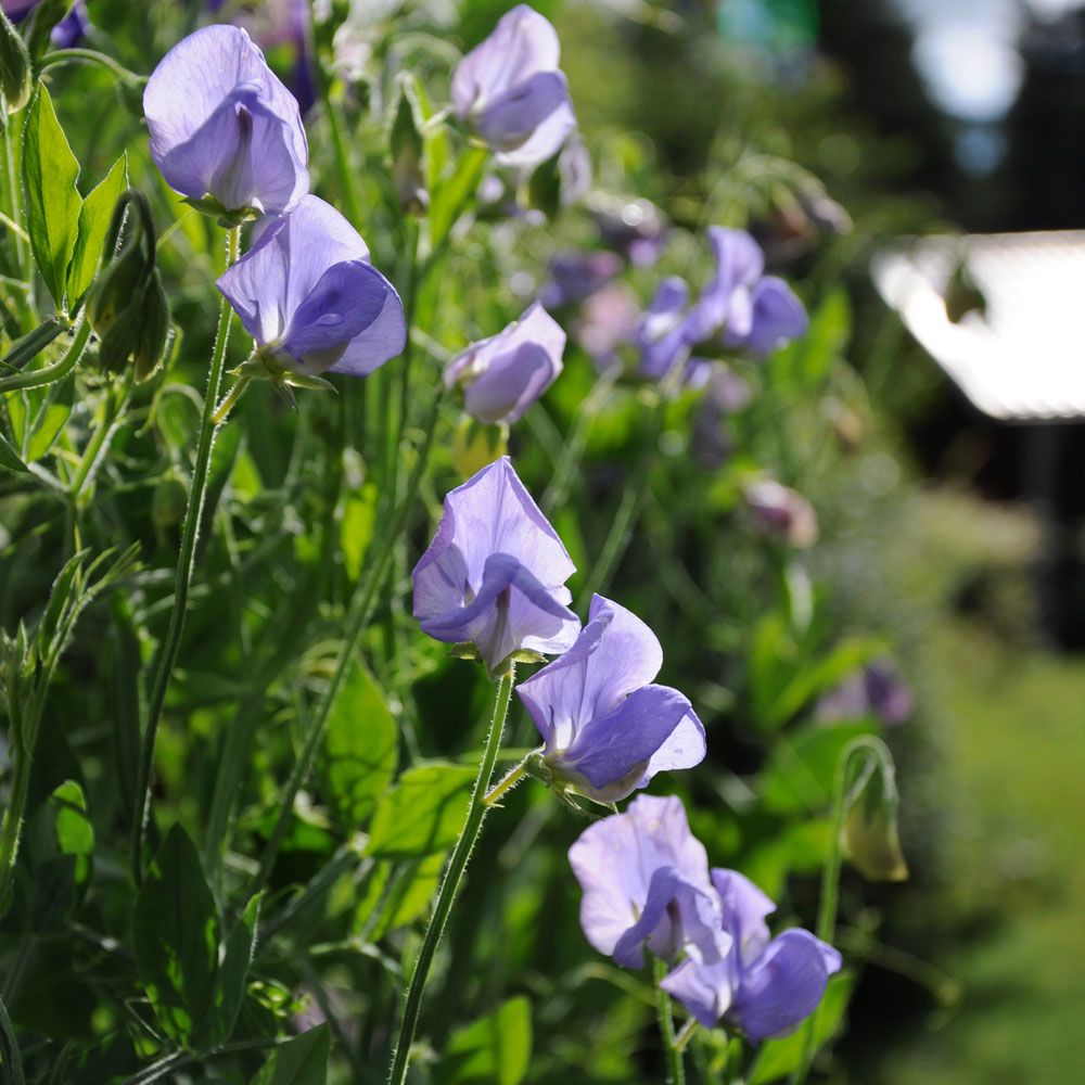 Luktärt 'Old Spice Flora Norton', Väldoftande med klarblå, skira blommor