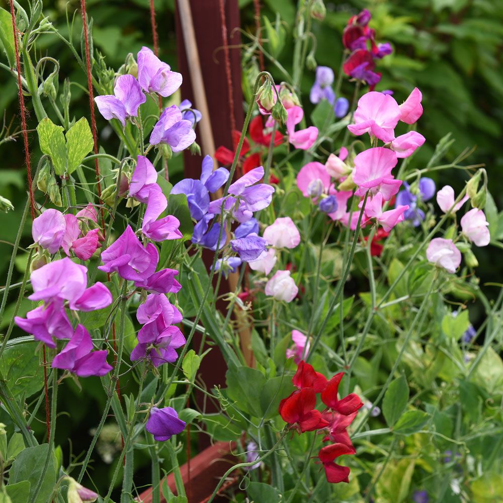 Luktärt 'Mammoth', Storblommande luktärt i variationsrik färgblandning.