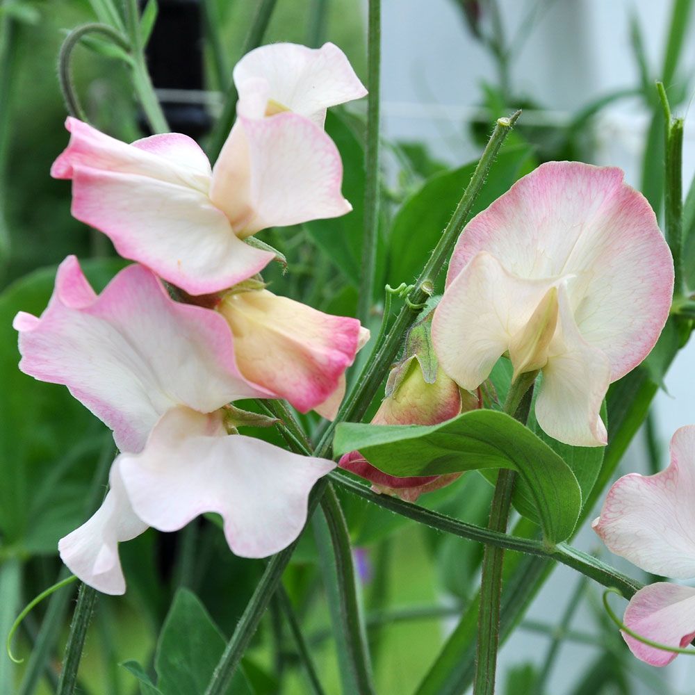 Luktärt 'Mollie Rilestone', Ljust cremegula med rosa schattering på vågiga blad.