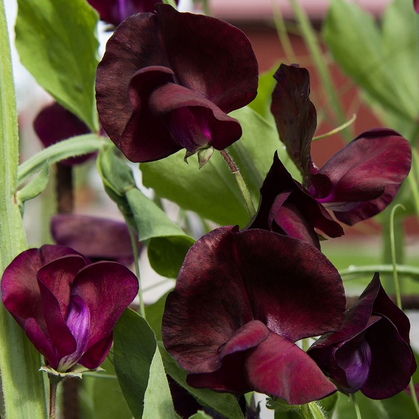 Luktärt 'Spencer Beaujolais', Mörkt purpurröda till djupt vinröda, sidenglänsande blommor.
