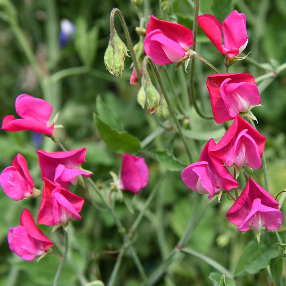 Luktärt Old Spice Annie Gilroy Väldoftande ceriserosa, skira blommor, stor mängd