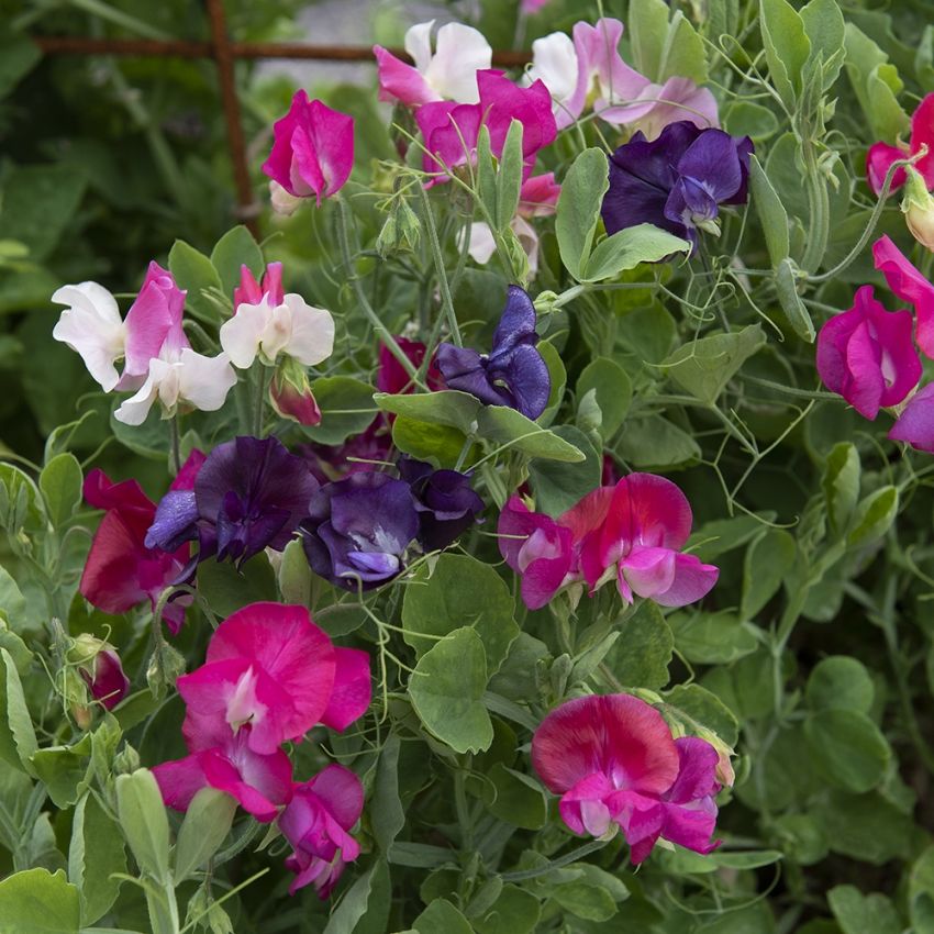 Dvärgluktärt 'Patio Mixed', väldoftande blommor i rött, rosa, blått och vitt.