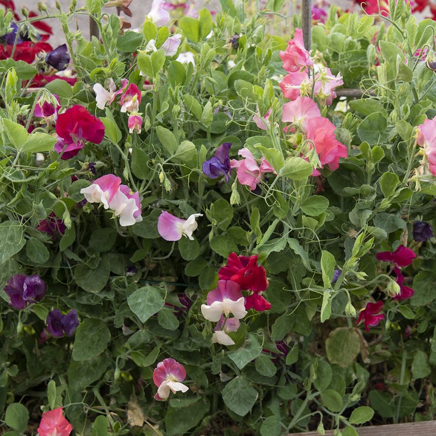Dvärgluktärt 'Villa Roma Mix' småblommande i blandade lilarosa nyanser 