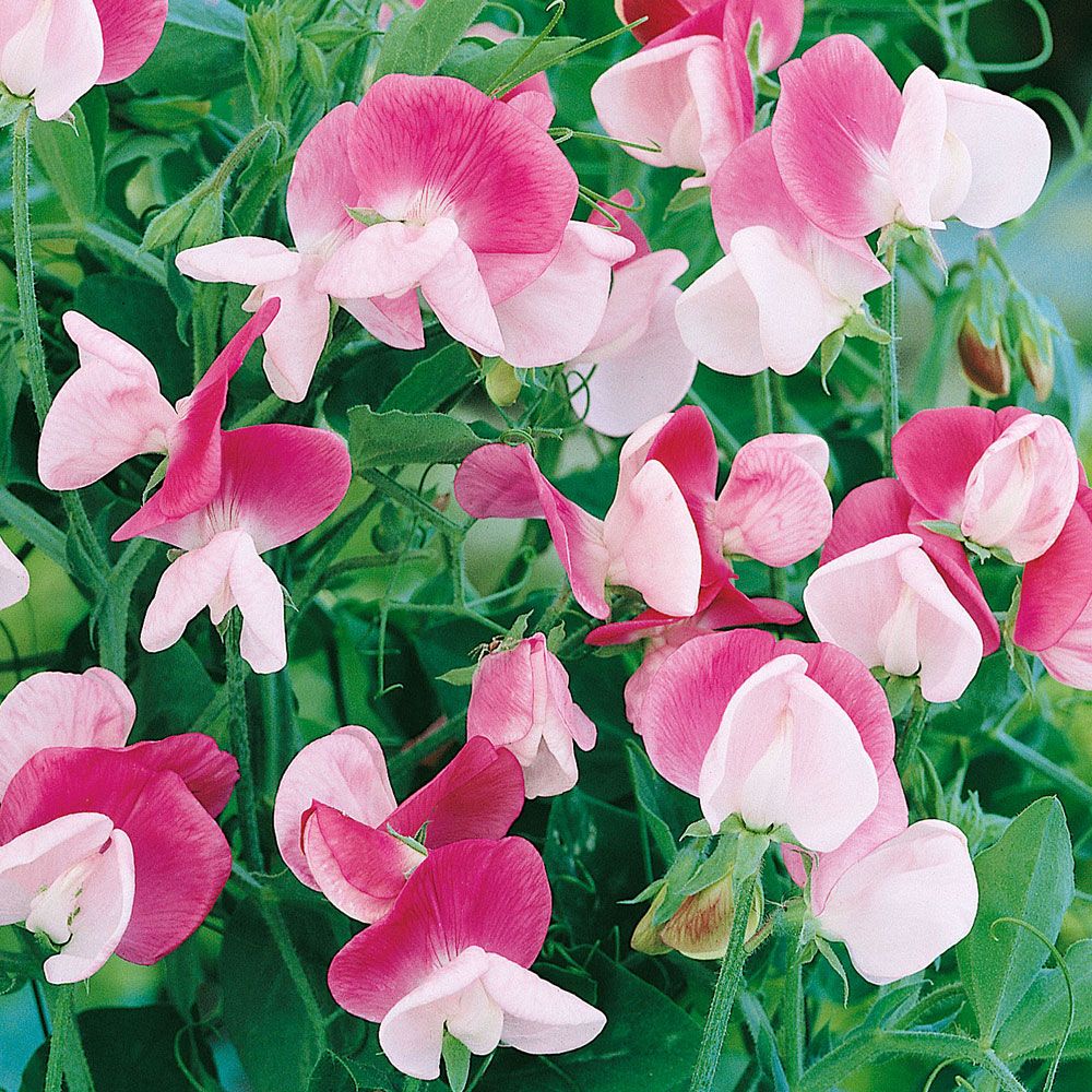 Dvärgluktärt 'Cupid Pink', Väldoftande, pastellrosa blommor med vit kantbård.