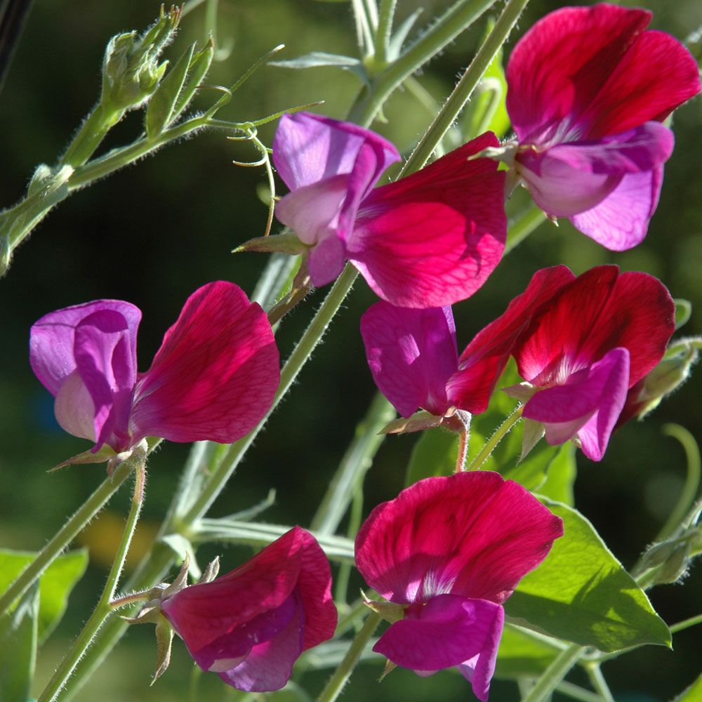 Luktärt 'Franciscus Cupani', halvstora, doftande blommor i violett och purpur