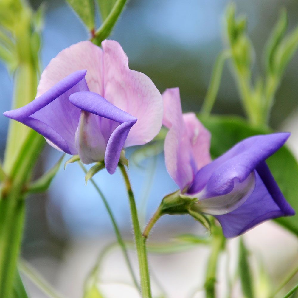 Luktärt 'Erewhon', tvåfärgade blommor i ljust purpurblått med pastellrosa segel.