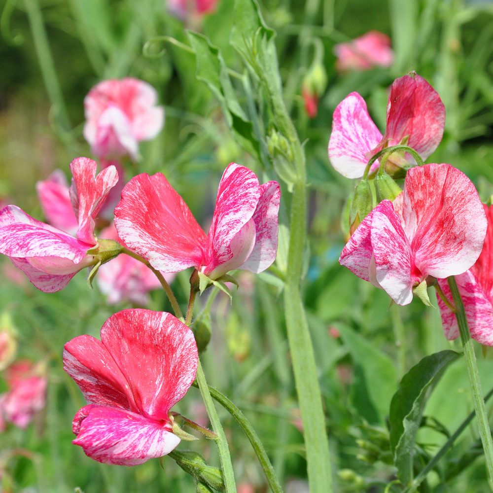 Luktärt 'America', Klart crimsonröda blommor med vita strimmor.