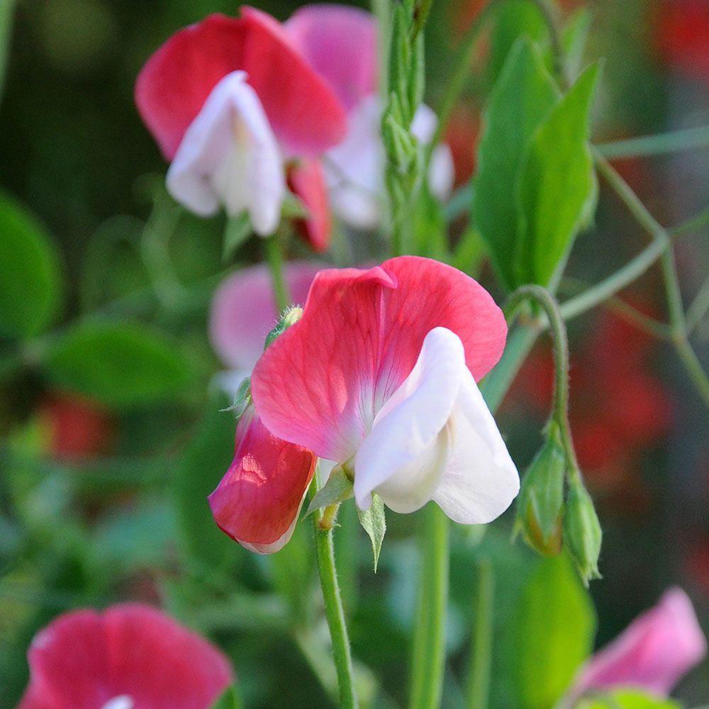 Luktärt 'Old Spice Painted Lady', Väldoftande blommor, vita med rosa segel.