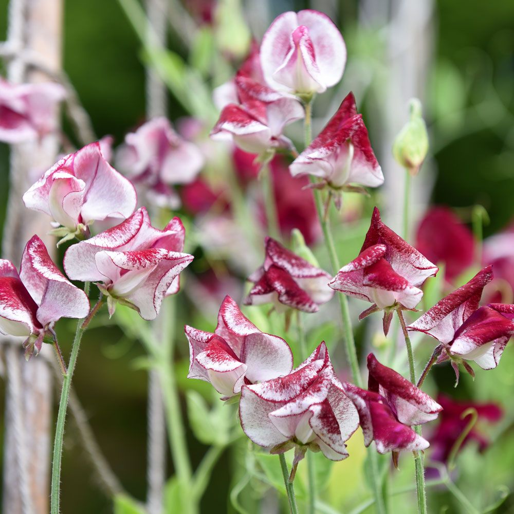 Luktärt 'Spencer Wiltshire Ripple', Vitschatterade blommor, strimmor i röd/brun