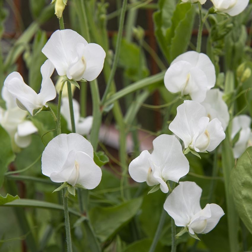 Luktärt 'Spencer Swan Lake', Gräddvita blomknoppar som slår ut i svandunsvitt.