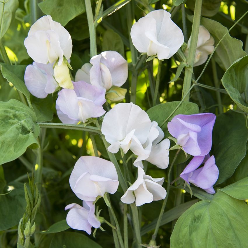 Luktärt 'Spencer Arthur Hellyer', nyanser från snövit till lavendelrosa.