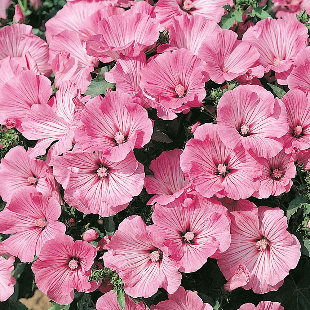 Sommarmalva 'Silver Cup', Stora, öppna klockblommor, rosa med silverlyster.