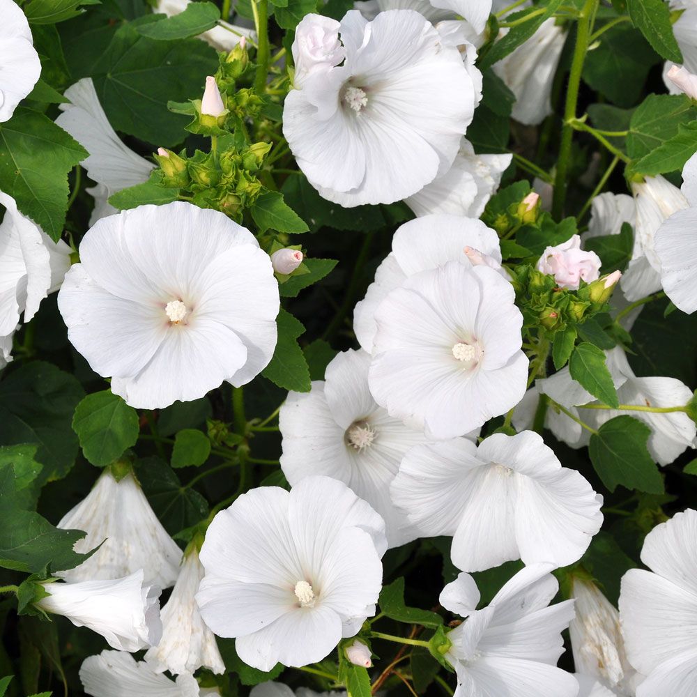 Sommarmalva 'Mont Blanc', Stora, öppna klockblommor, vita med silverlyster.