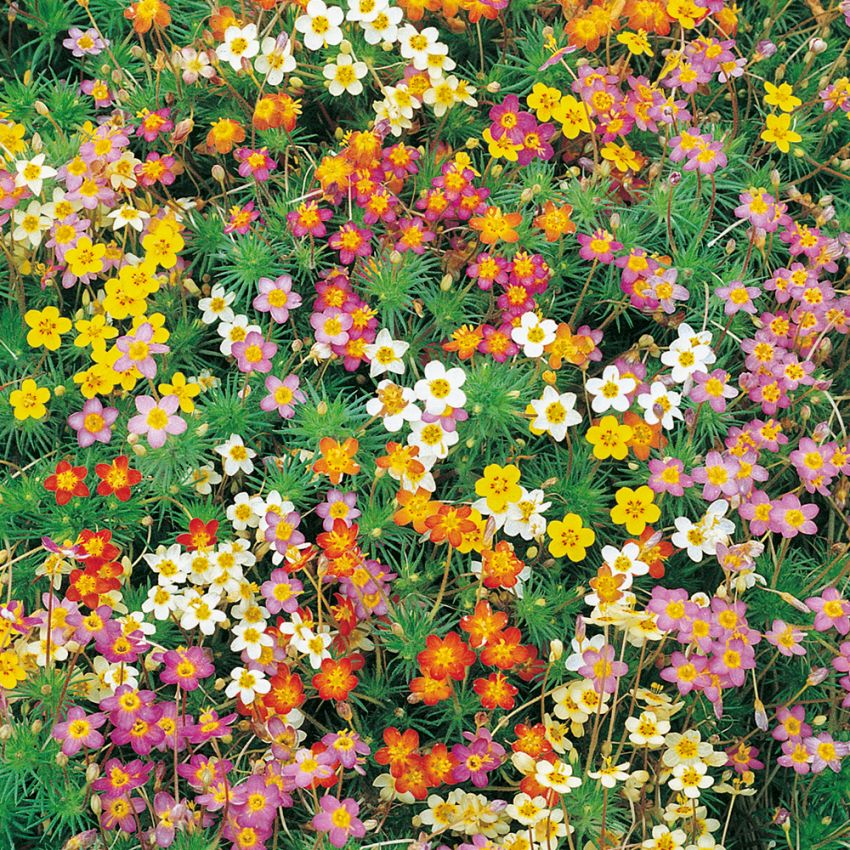 Brokgilia 'Confetti', stjärnlika småblommor i regnbågens alla färger.