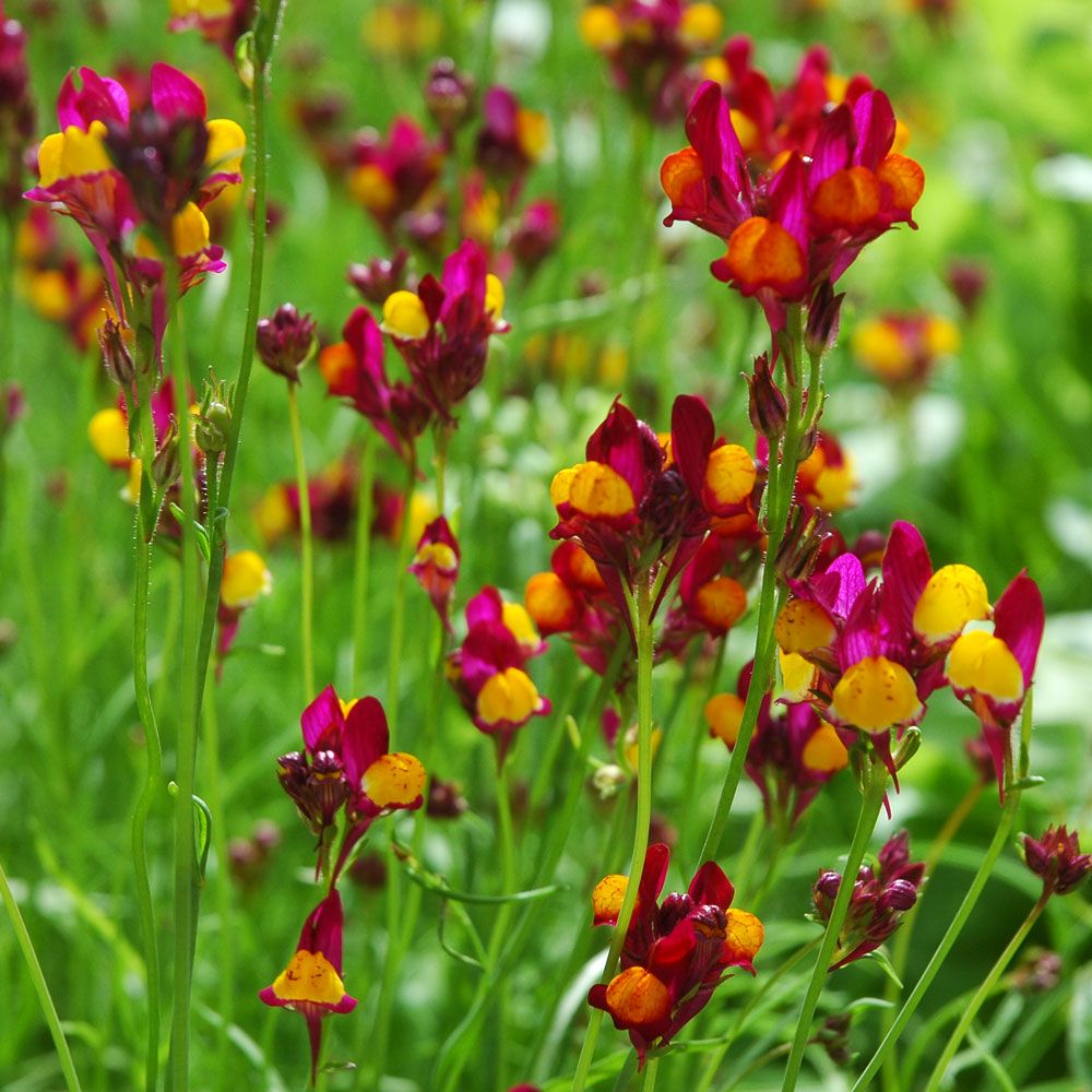 Broksporre 'Flamenco', Lejongapslika småblommor i körsbärsrosa och gyllengult.