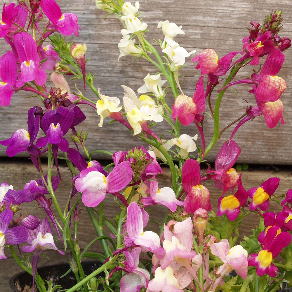 Färgsporre 'Fairy Bouquet', täta buskar med små, lejongapslika blomspiror.