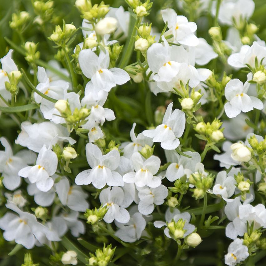 Färgsporre ''''Fantasista White''''