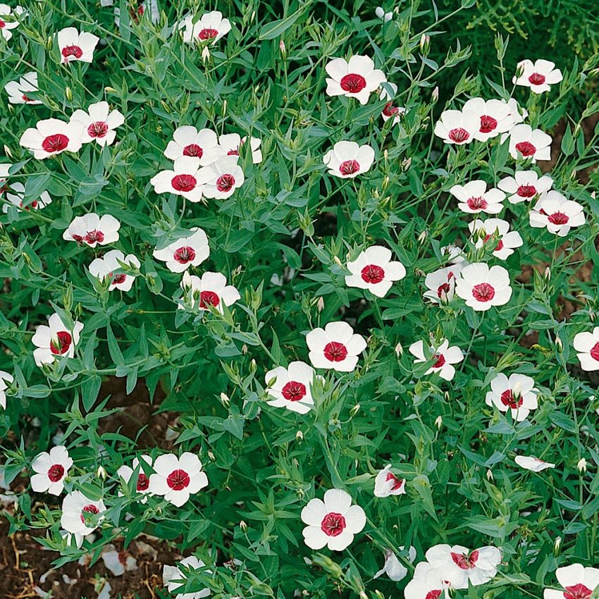 Blomsterlin 'Bright Eyes', skinande vit med purpursvart öga och mörkröd ögonring