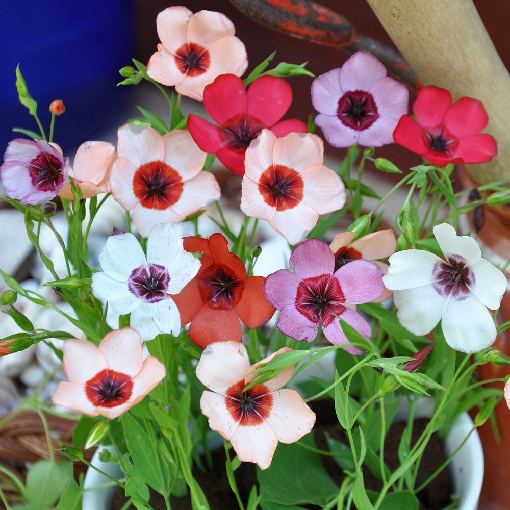 Blomsterlin 'Charmer', i rött, vitt, lax och rosa, alla med purpursvart öga