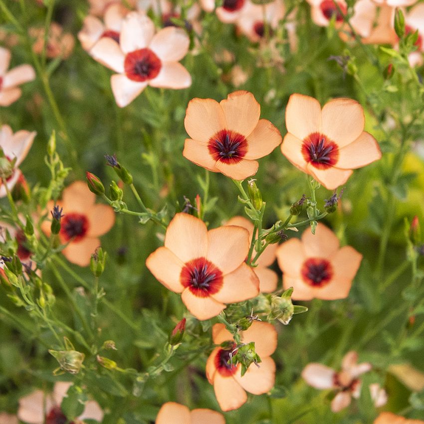 Blomsterlin ''''Salmon''''