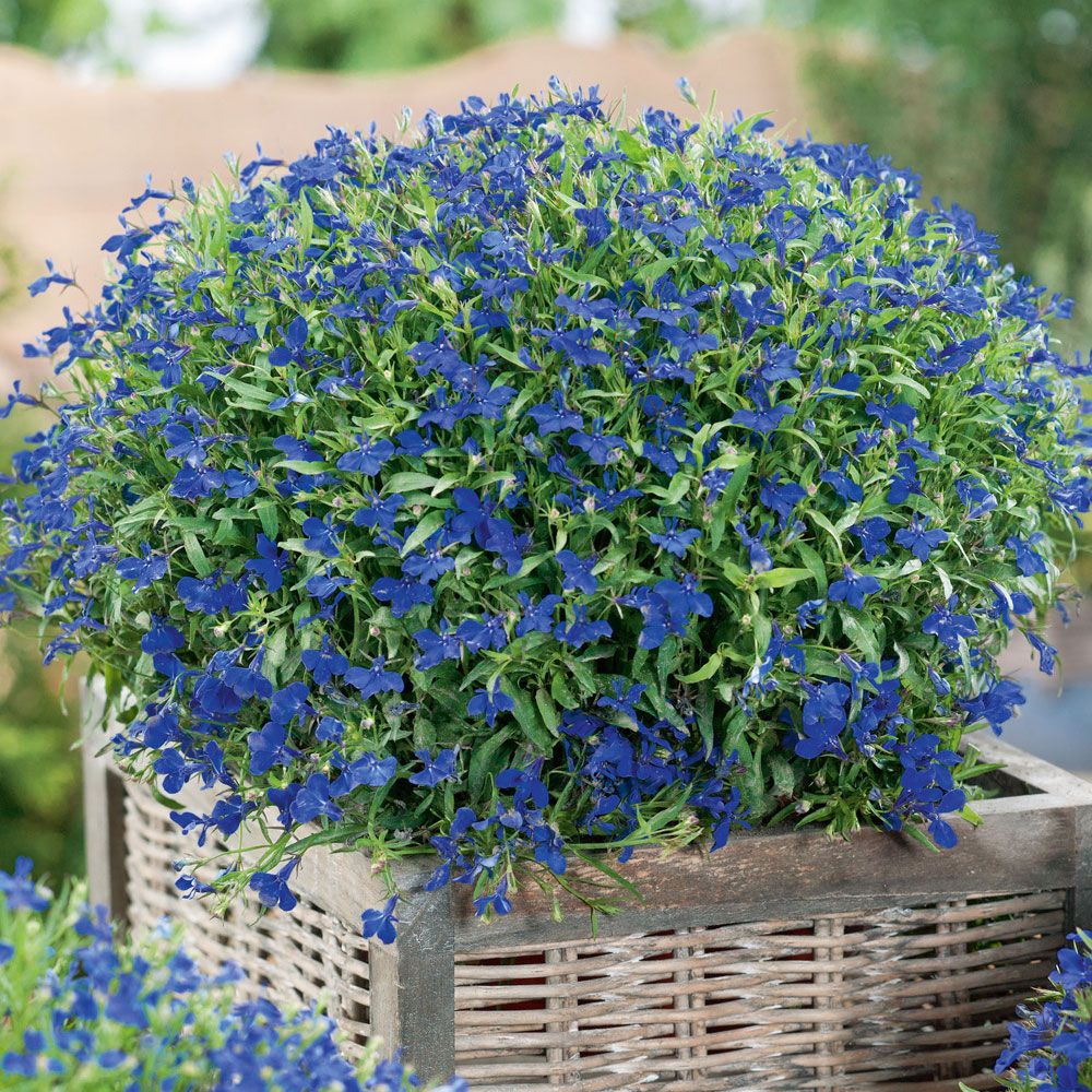 Kantlobelia 'Kejsar Wilhelm', Täta, kompakta tuvor med enfärgade klarblå blommor