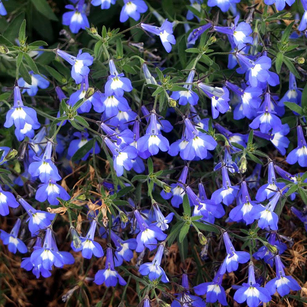 Kantlobelia 'Mrs. Clibran', Täta tuvor med mörkblå blommor och vitt öga.