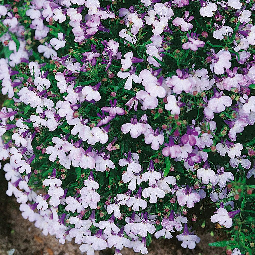 Kantlobelia 'Riviera Blue Splash', Täta tuvor med tvåfärgade blommor i violblått