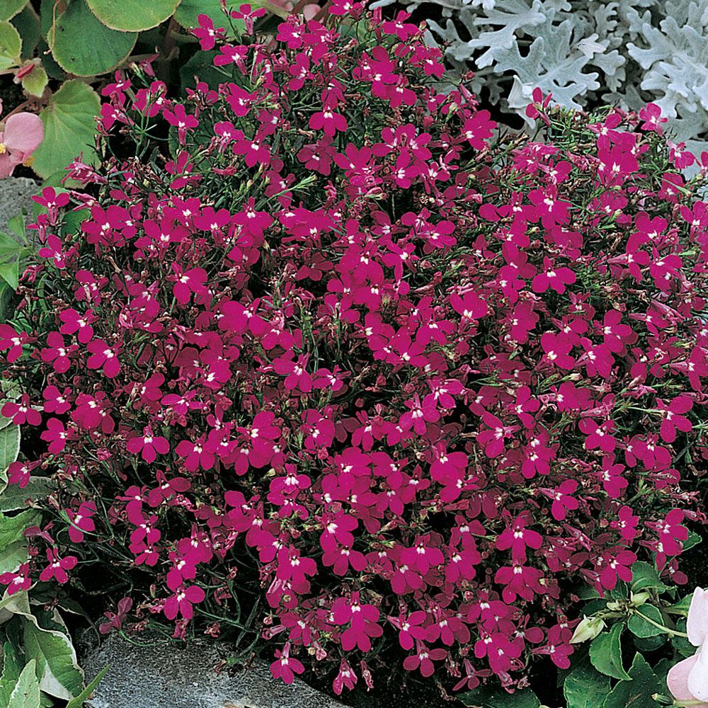 Kantlobelia 'Rosamund', Täta tuvor översållas av purpurröda blommor med vitt öga