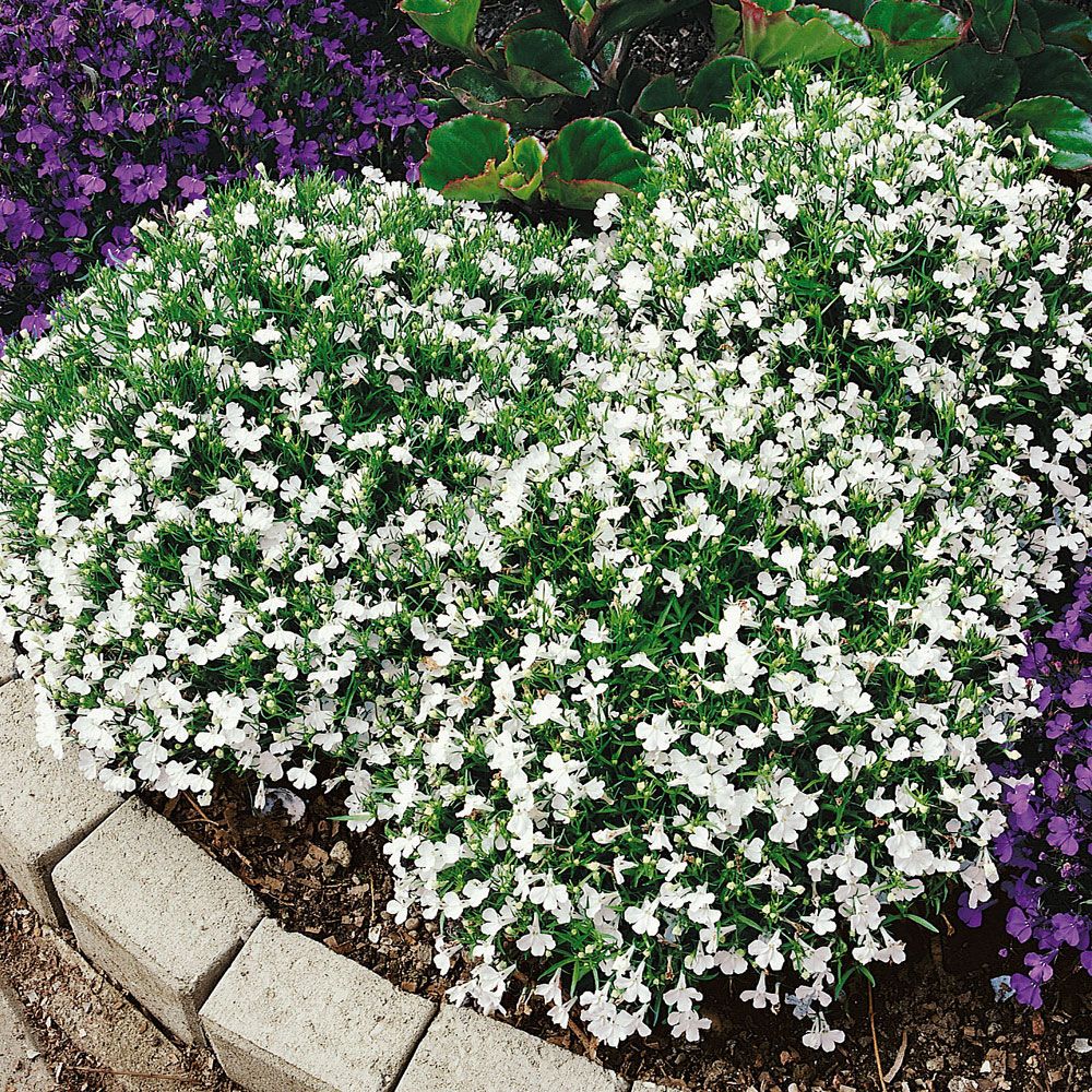 Kantlobelia 'White Lady', Täta, kompakta tuvor med enfärgade snövita blommor