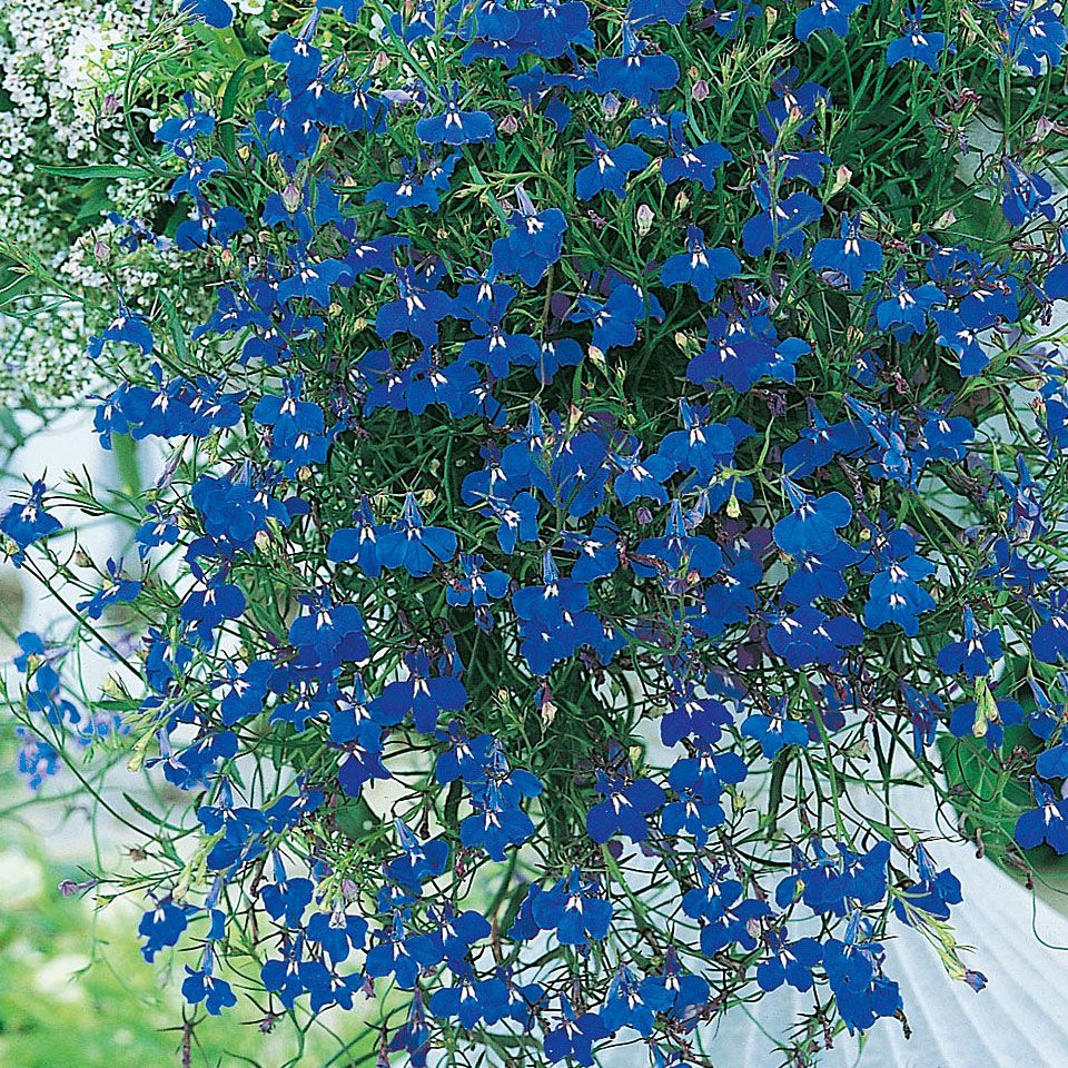Hänglobelia 'Saphir', Kaskader av klarblå blommor med vitt öga.