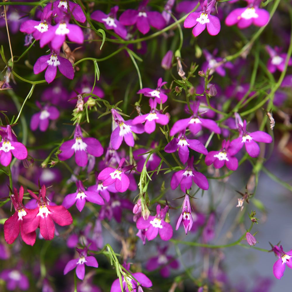 Hänglobelia 'Cascade Red', Kaskader av purpurröda blommor med vitt öga.