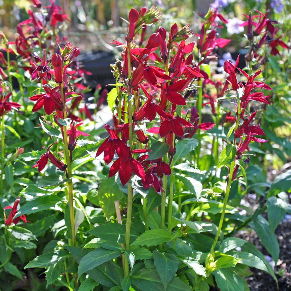 Rabattlobelia F1 'Fan Burgundy', Stora, djupt mörkröda blommor i täta spiror.