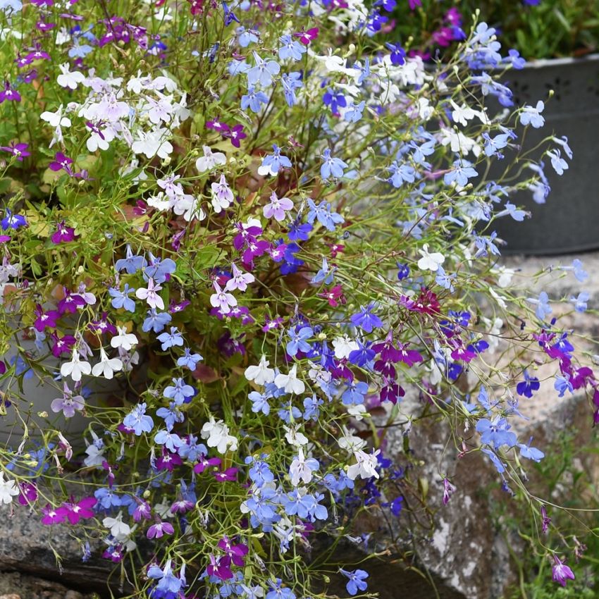 Hänglobelia 'Fountain', blommor i blå, rosa, lila och vita nyanser.