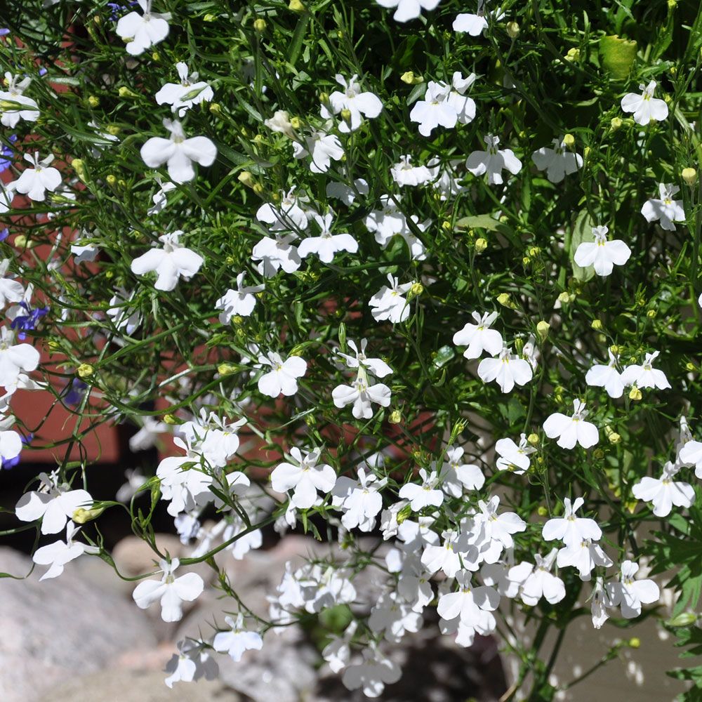 Hänglobelia 'Cascade White', Kaskader av helvita blommor. Vacker och effektfull.