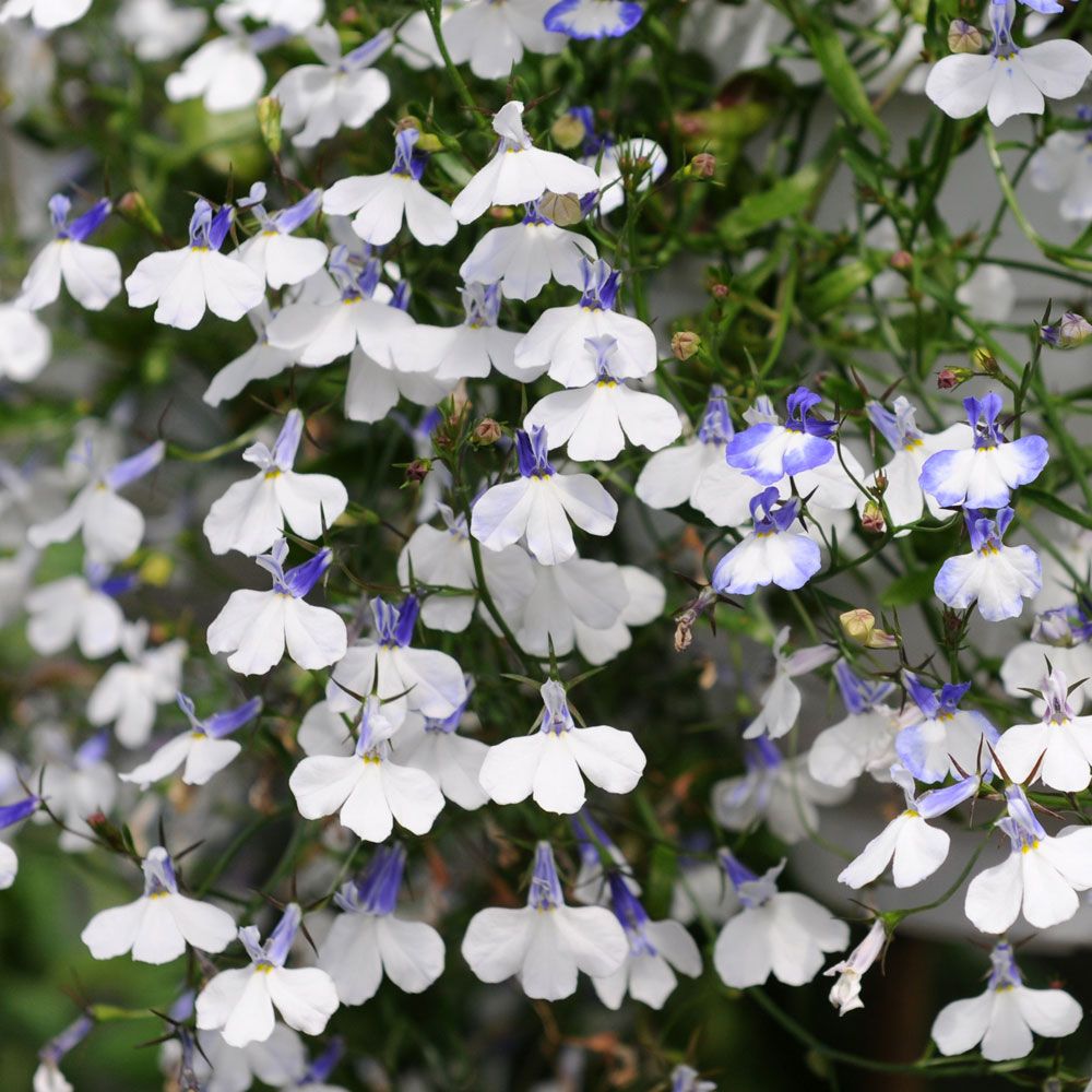 Hänglobelia 'Regatta Blue Splash', Vita blommor med toning och svalg i blått.