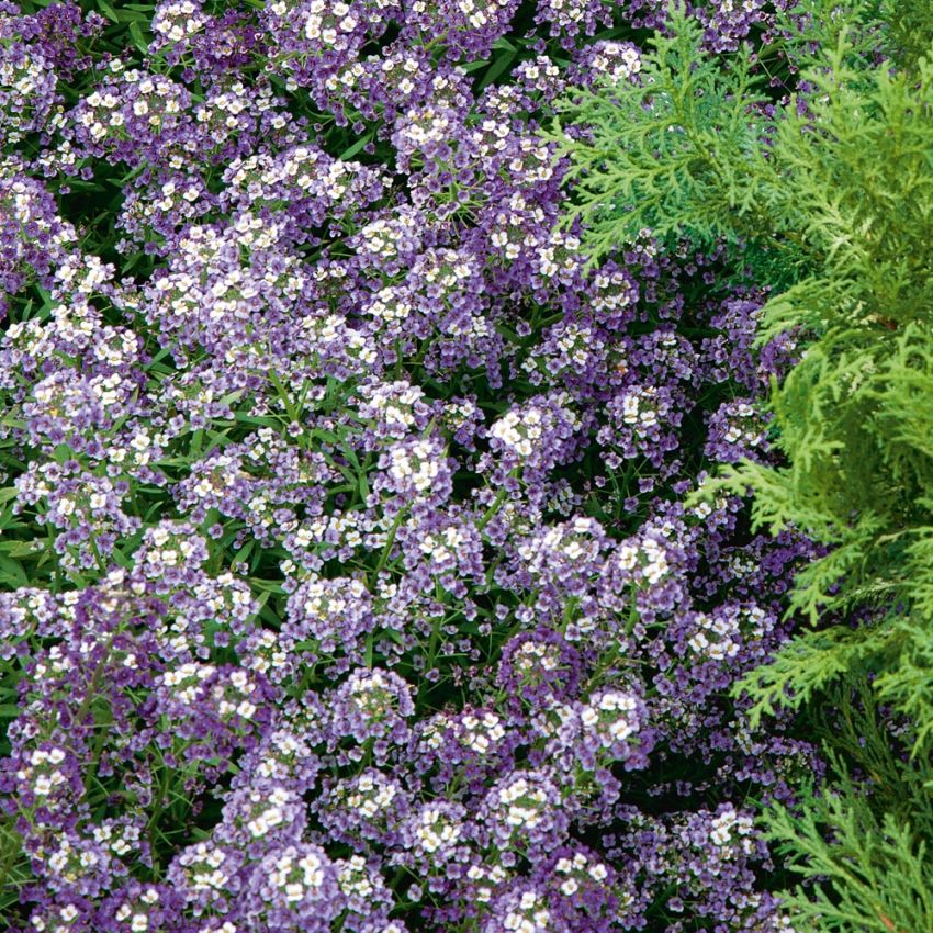 Strandkrassing 'Violet Queen', väldoftande, violettblå blommor. Mattbildande.