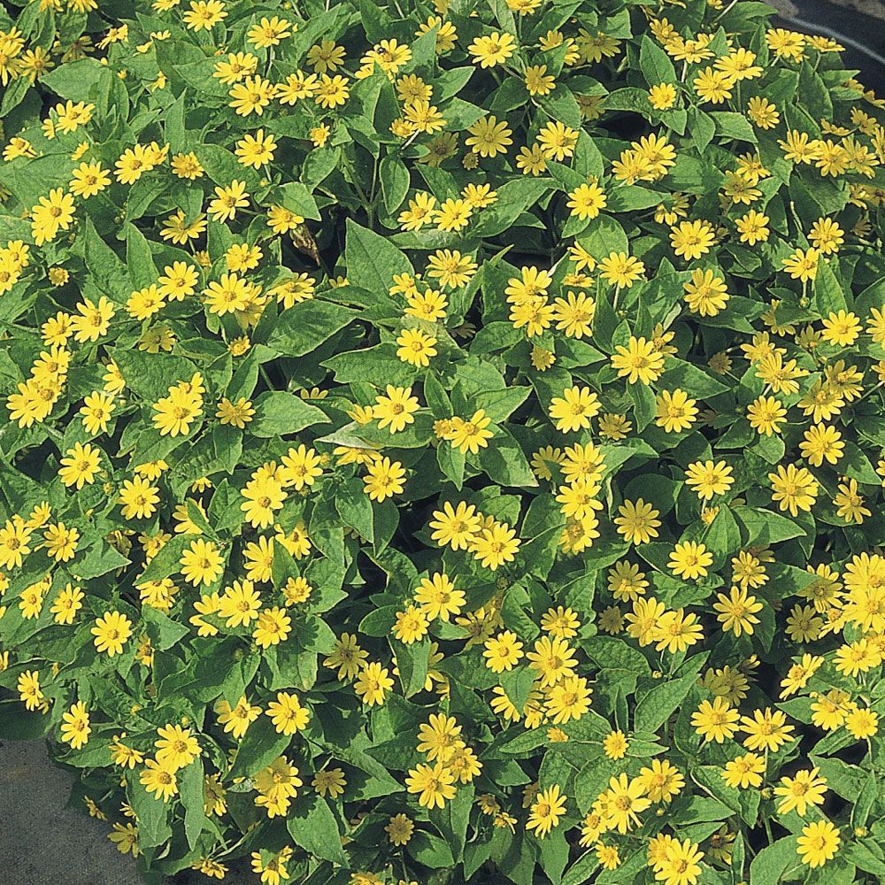Medaljongblomster 'Showstar', guldgula blommor över det klargröna bladverket.