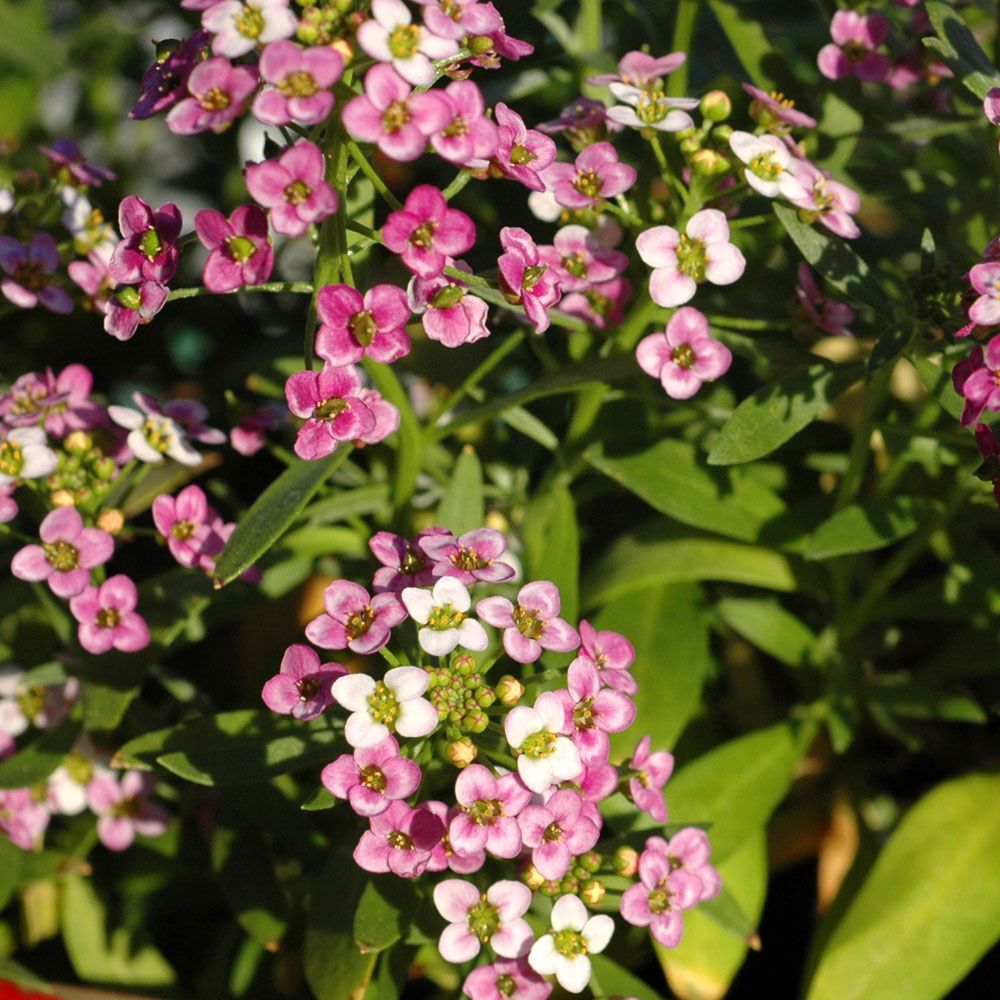 Strandkrassing 'Rosie O'day', väldoftande, rosaröda blommor. Mattbildande.