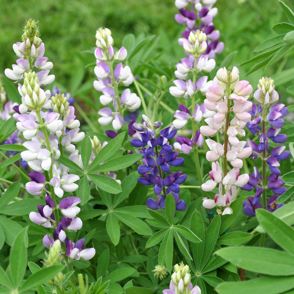 Ull-lupin - Lättodlad art med tvåfärgade blomspiror, blå-vita och rosa-vita