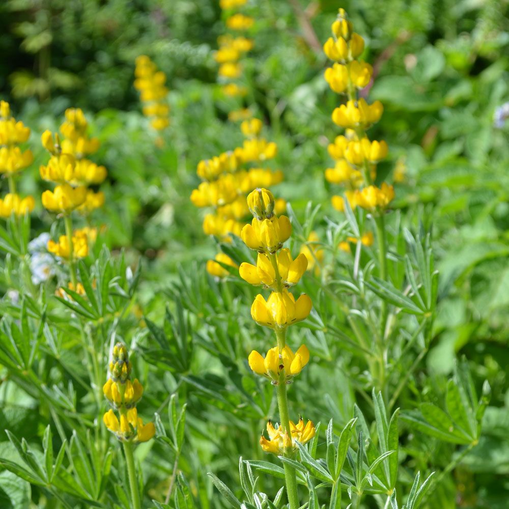 Gul-lupin, Gammaldags, underbart doftande art. Höga, klargula blomsterspiror.