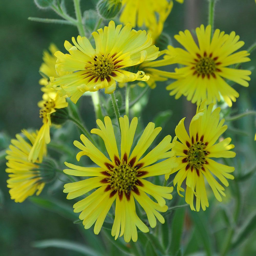 Madia 'Swirly Sue', solgula blommor med röd innerring. Milt honungsdoftande.