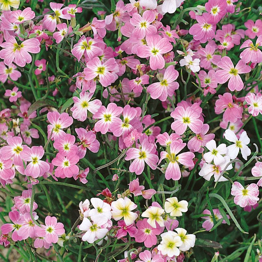 Strandlövkoja 'Spring Sparkle', Väldoftande blommor i romantiskt rosa