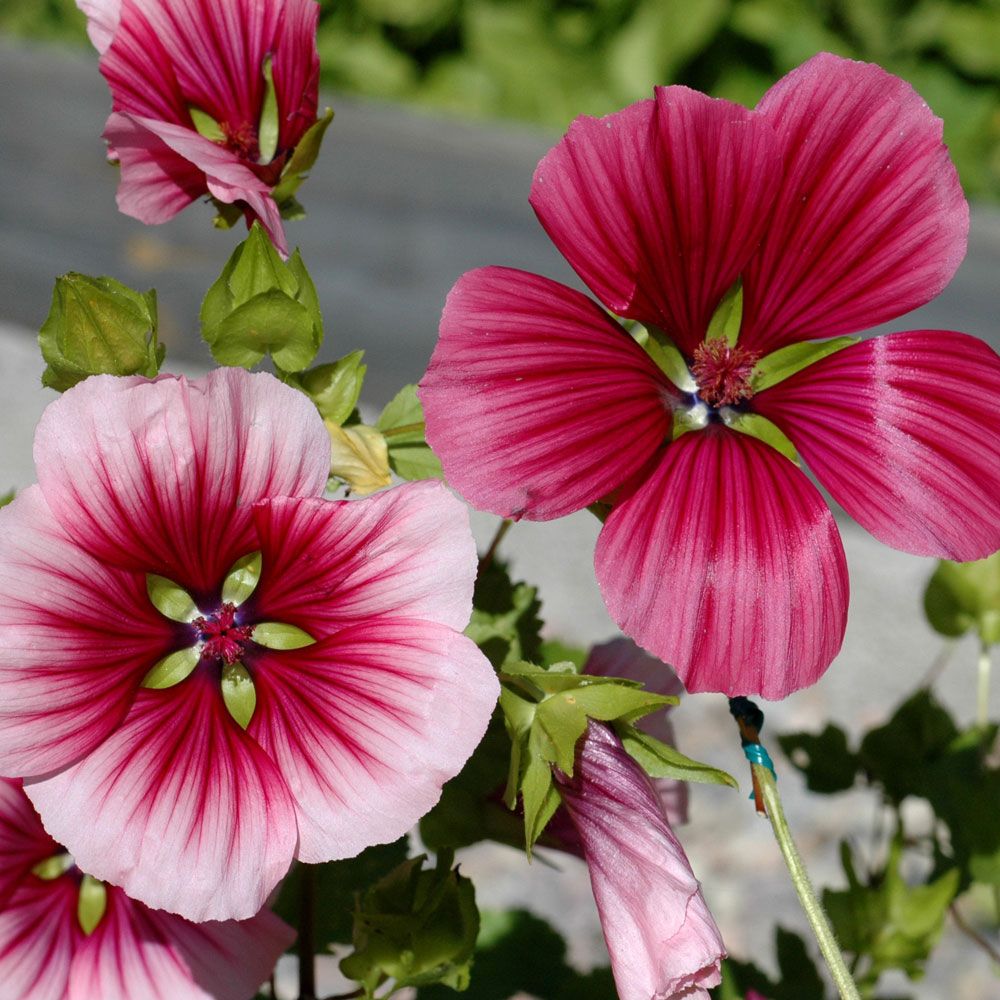 Praktmalva, Stora, sidenglänsande malvablommor i cerise, rosa och vitt.