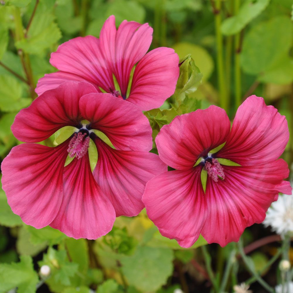 Praktmalva 'Vulcan', Vackra blommor, glänsande karminröda med mörkare ådring.