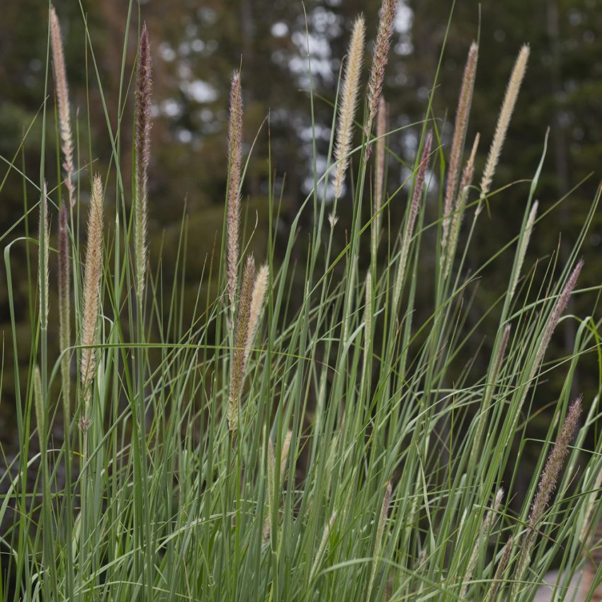 Svanborstgräs ''''Tail Feathers''''. Skogsgrönt bladverk och långsmala vippor.