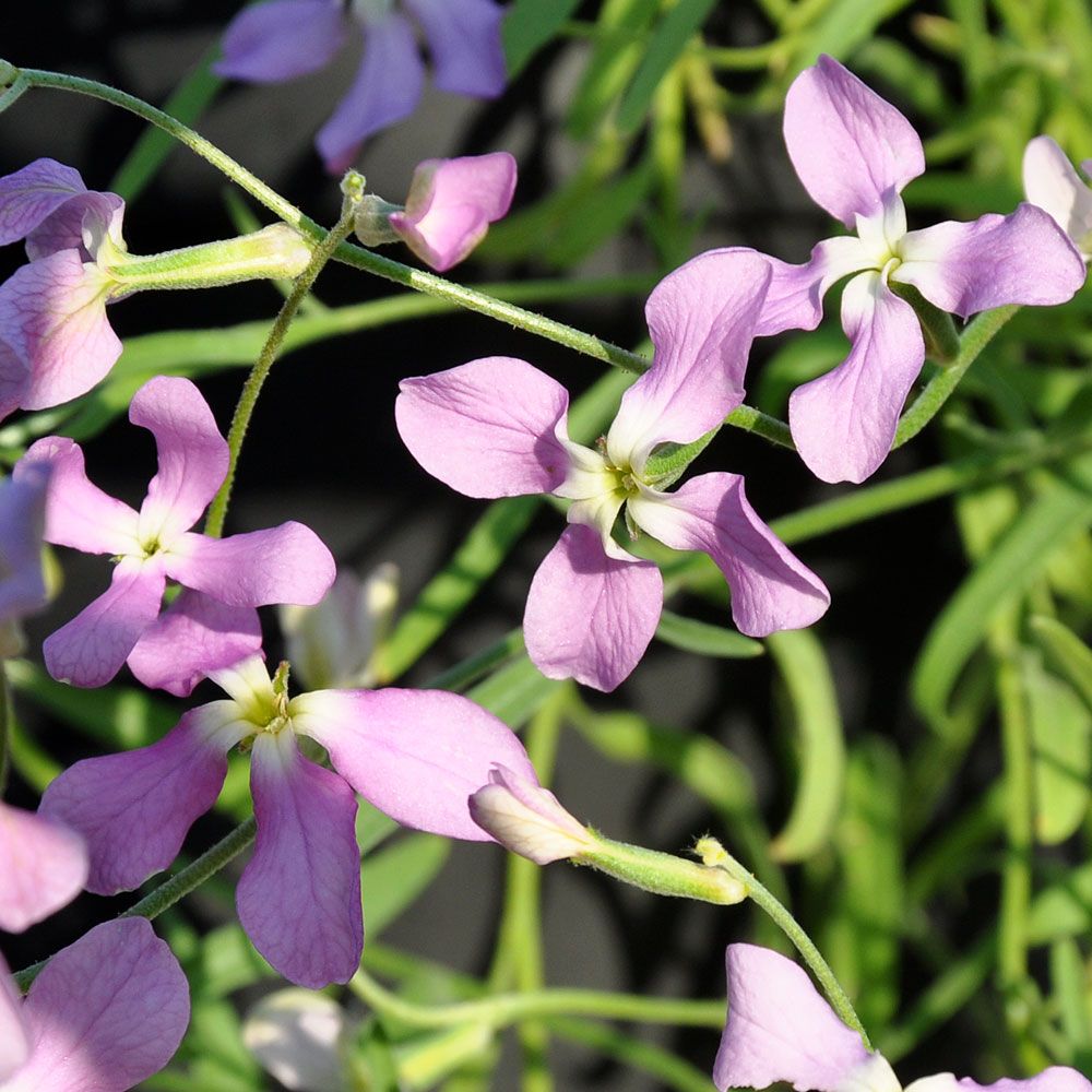 Grekisk Lövkoja, skira, små blommor i milt lila-rosa.